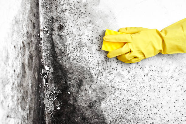 Best Best Mold Removal Companies  in North Tunica, MS