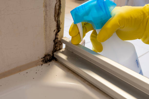 Best Same-Day Mold Removal  in North Tunica, MS