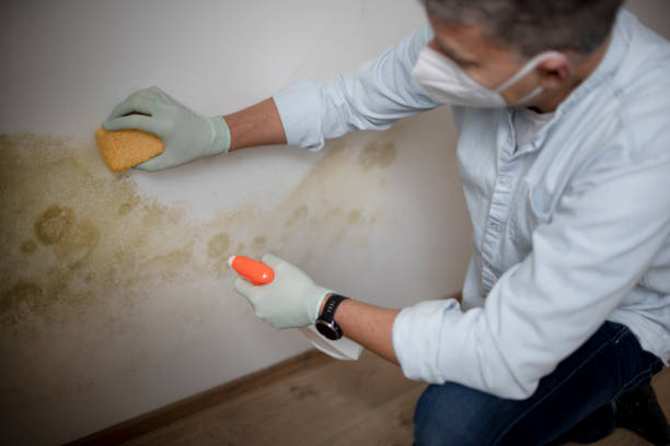 Best Mold Remediation Experts  in North Tunica, MS