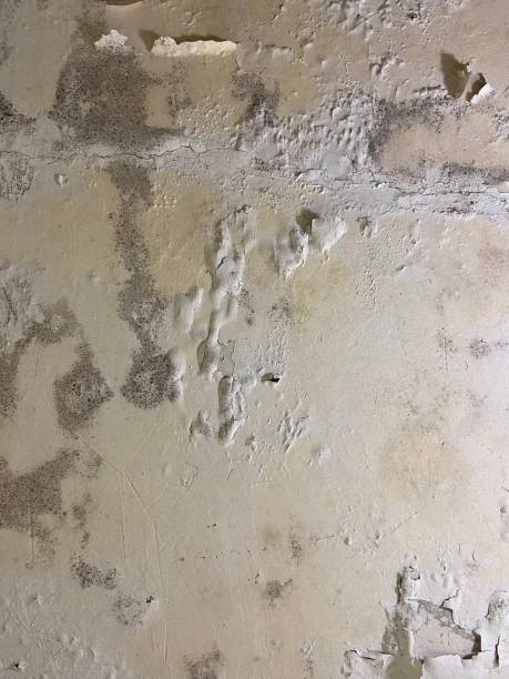 Best Home Mold Removal  in North Tunica, MS
