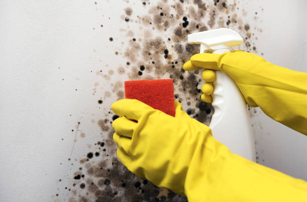 Best Mold Testing  in North Tunica, MS