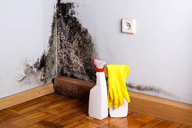 Certified Mold Removal in North Tunica, MS