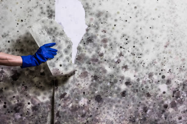 Best Mold Removal Near Me  in North Tunica, MS