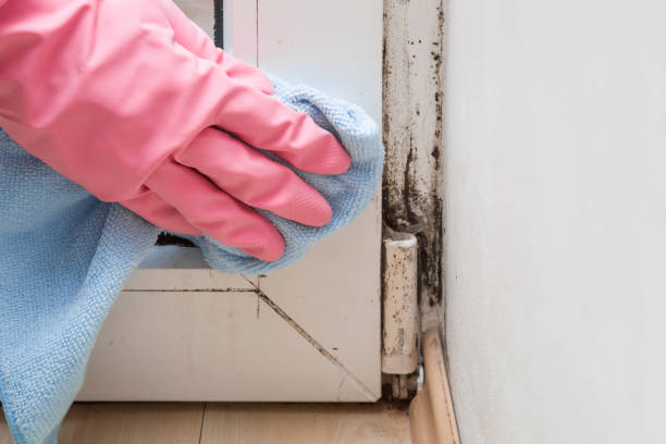 Best Certified Mold Removal  in North Tunica, MS